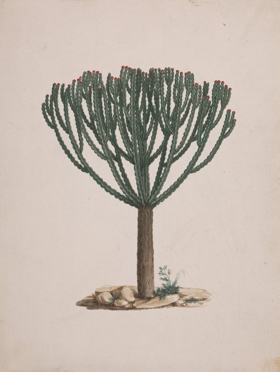 Euphorbia abyssinica J.F. Gmel. (Ethiopian Tree-Spurge): finished drawing of the tree