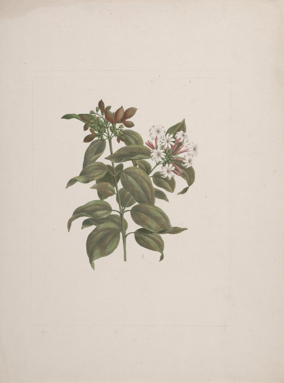 Jasminum dichotomun Vahl (African jasmine): finished drawing by Luigi Balugani