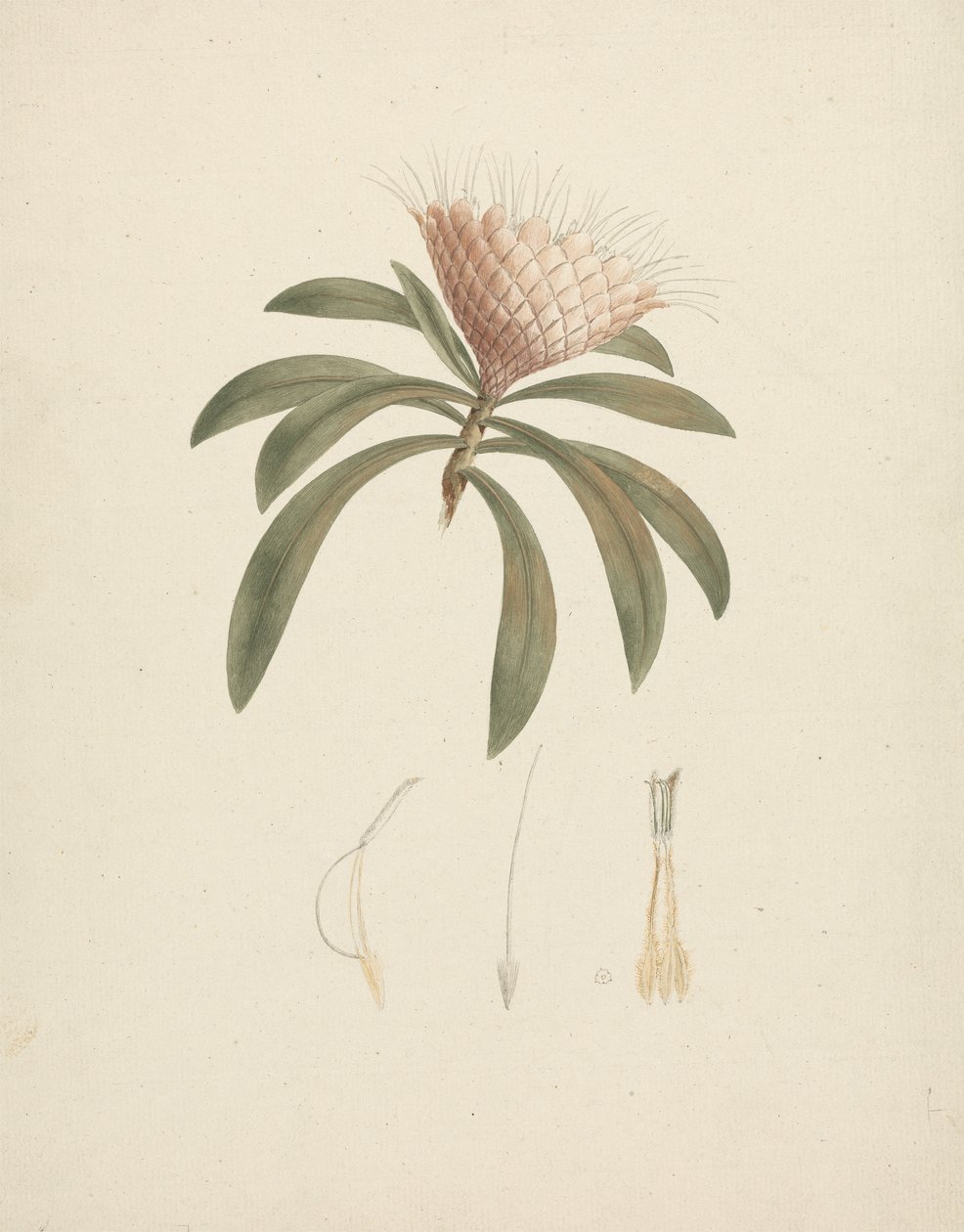 Protea gaguedi J.F. Gmel. (Protea): finished drawing with floral details by Luigi Balugani