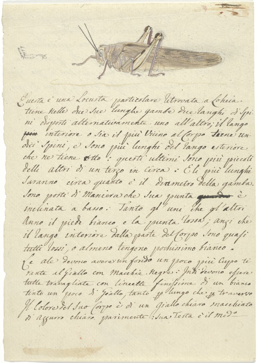 Study of a Locust, from Miscellaneous Sketches in Wrapper by Luigi Balugani