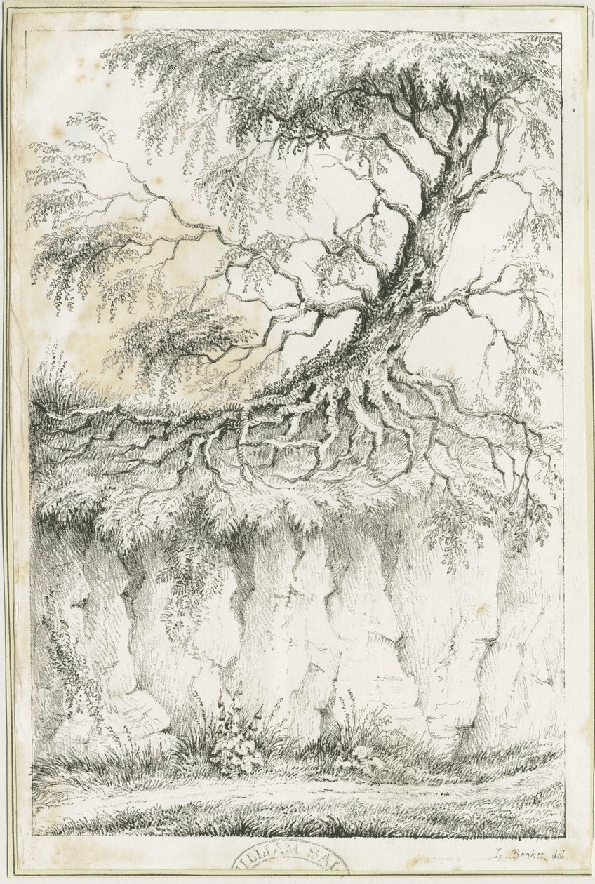 Dudley - Tree by Luke Booker