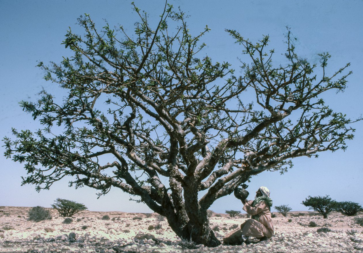 Man collecting the Frankincense resin aka olibanum from a Boswellia tree in Oman by Lynn Abercrombie