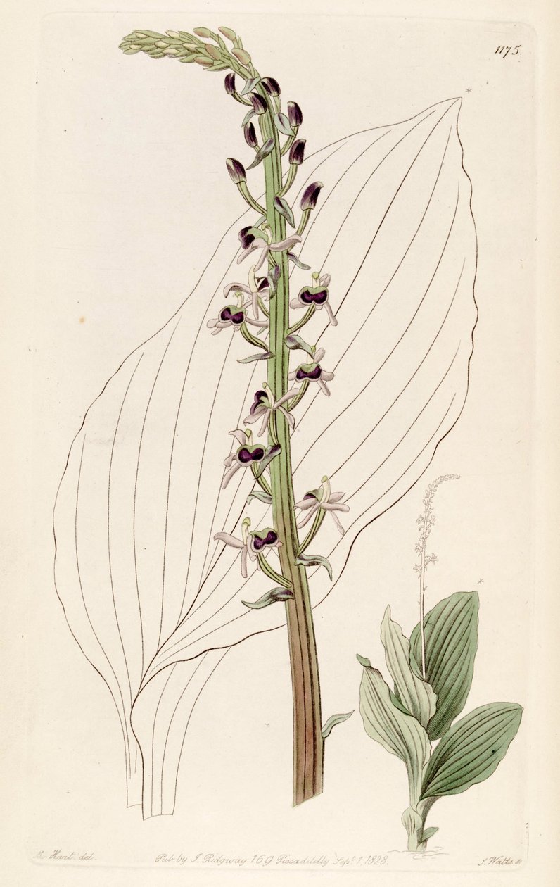 Illustration of Liparis nervosa ssp. nervosa (as syn. Liparis elata) by M. Hart