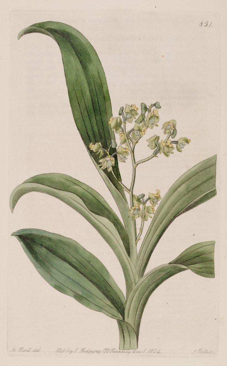Illustration of Polystachya puberula by M. Hart