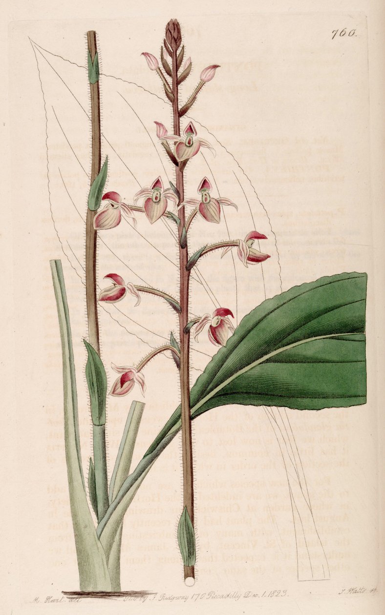Illustration of Ponthieva petiolata by M. Hart