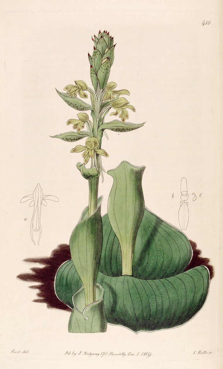 Illustration of Satyrium bicorne by M. Hart