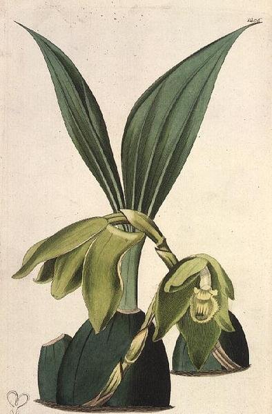 Orchid: Maxillaria ciliaris, by M. Hart (fl.1829), published by I. Ridgway by M. Hart