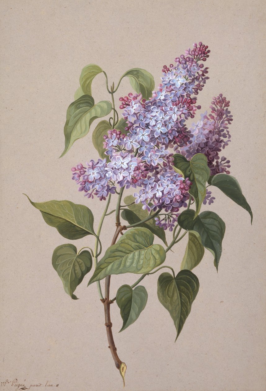 Lilac by Madame Peigne