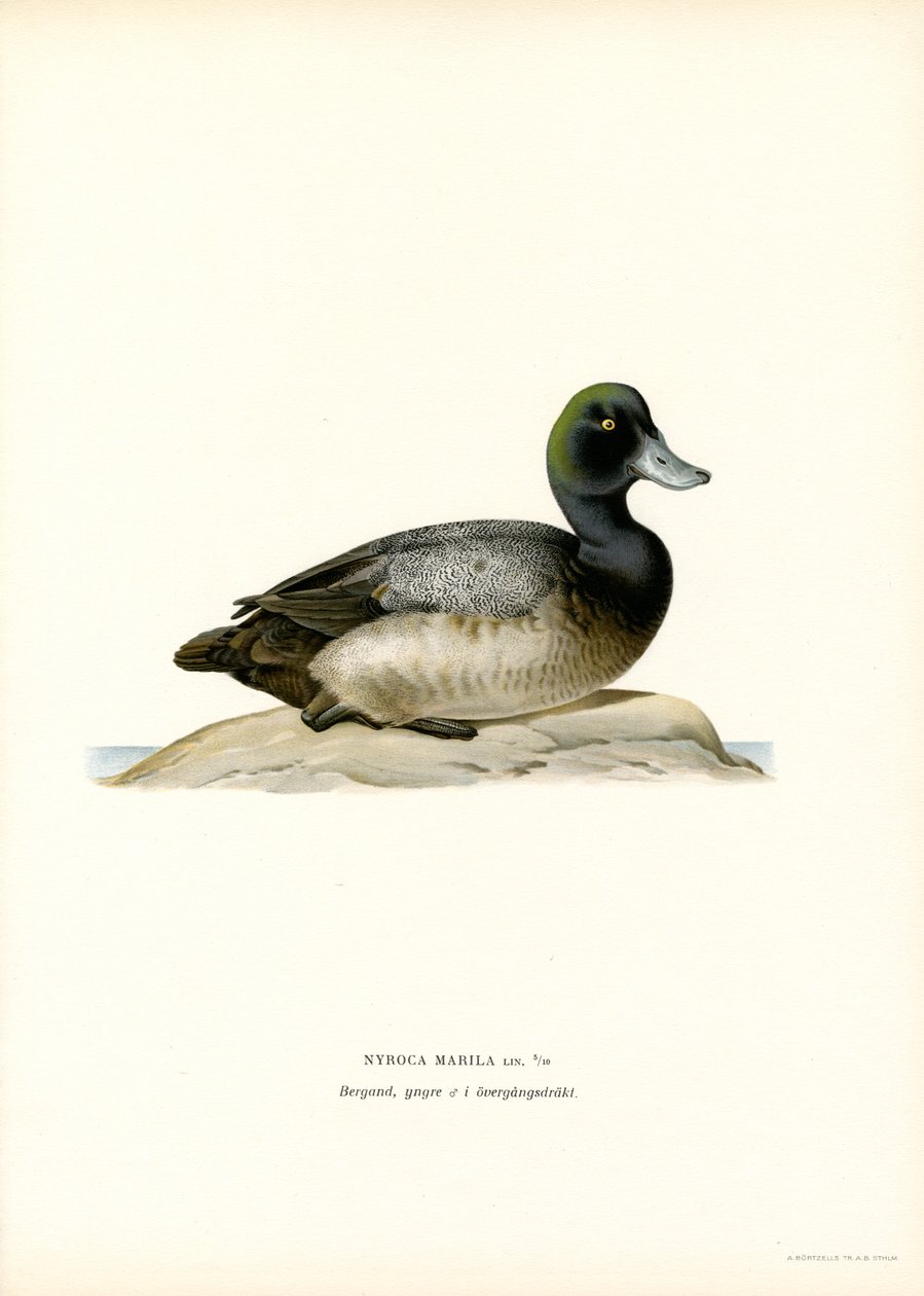 American Scaup Duck by Magnus Ferdinand and Wilhelm von Wright