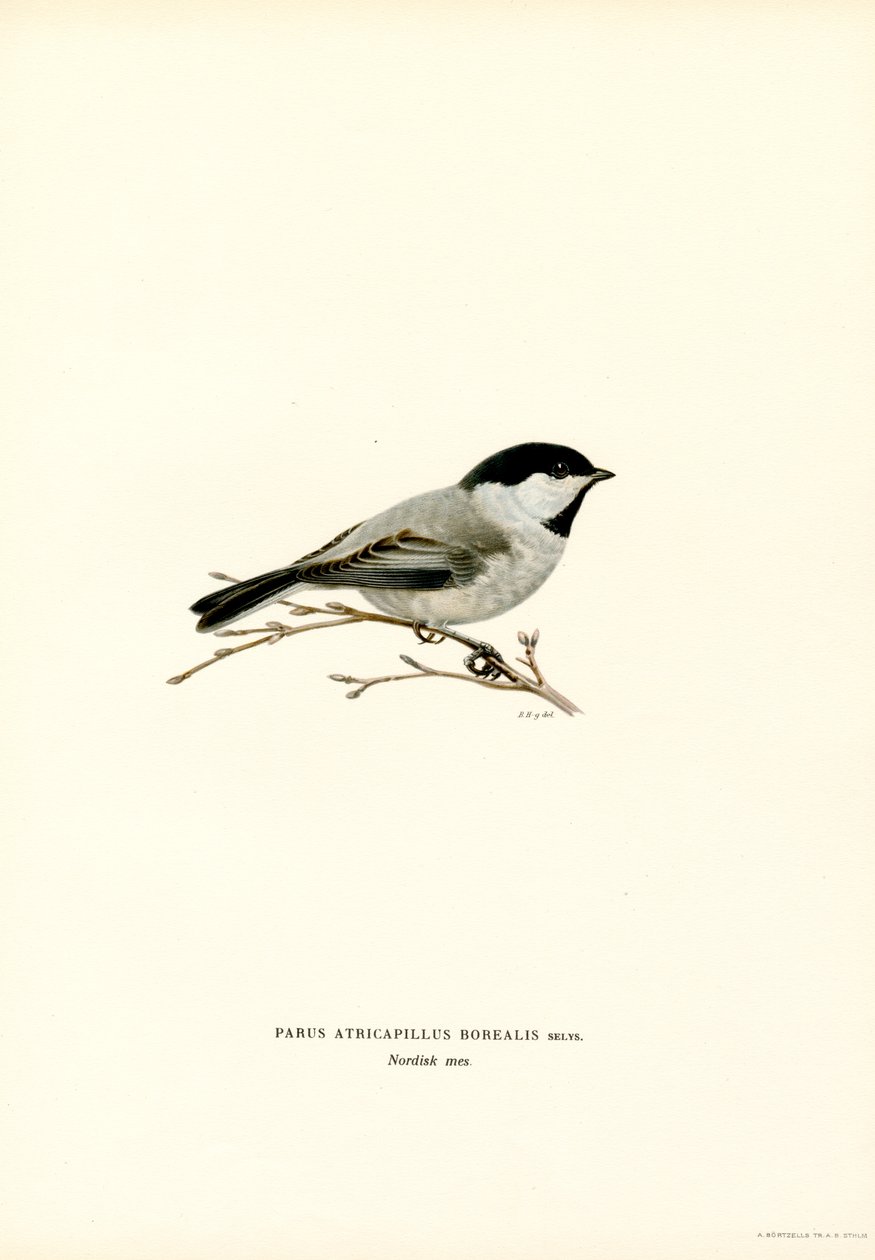 Black-capped Chickadee by Magnus Ferdinand and Wilhelm von Wright