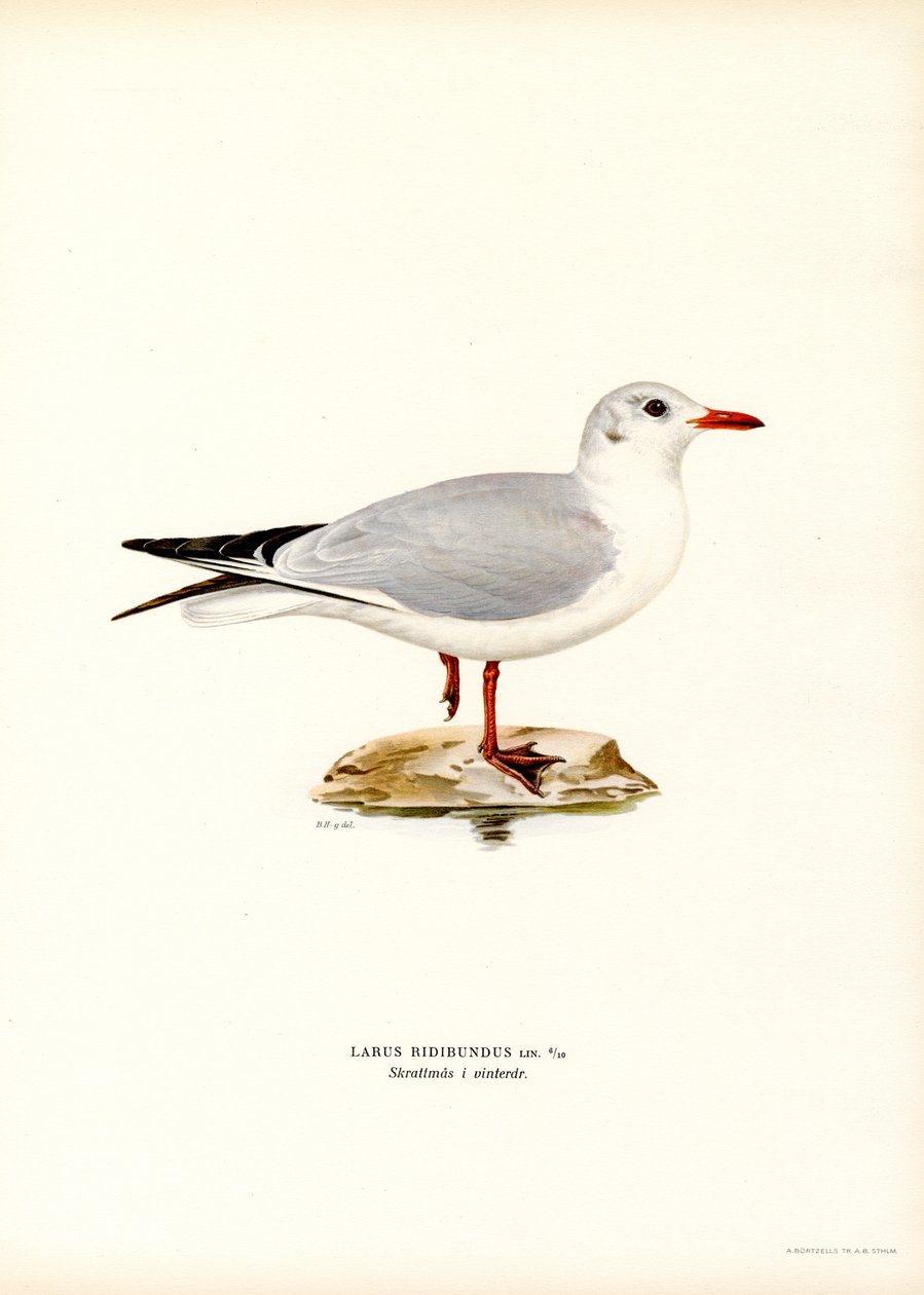 Black-headed Gull by Magnus Ferdinand and Wilhelm von Wright