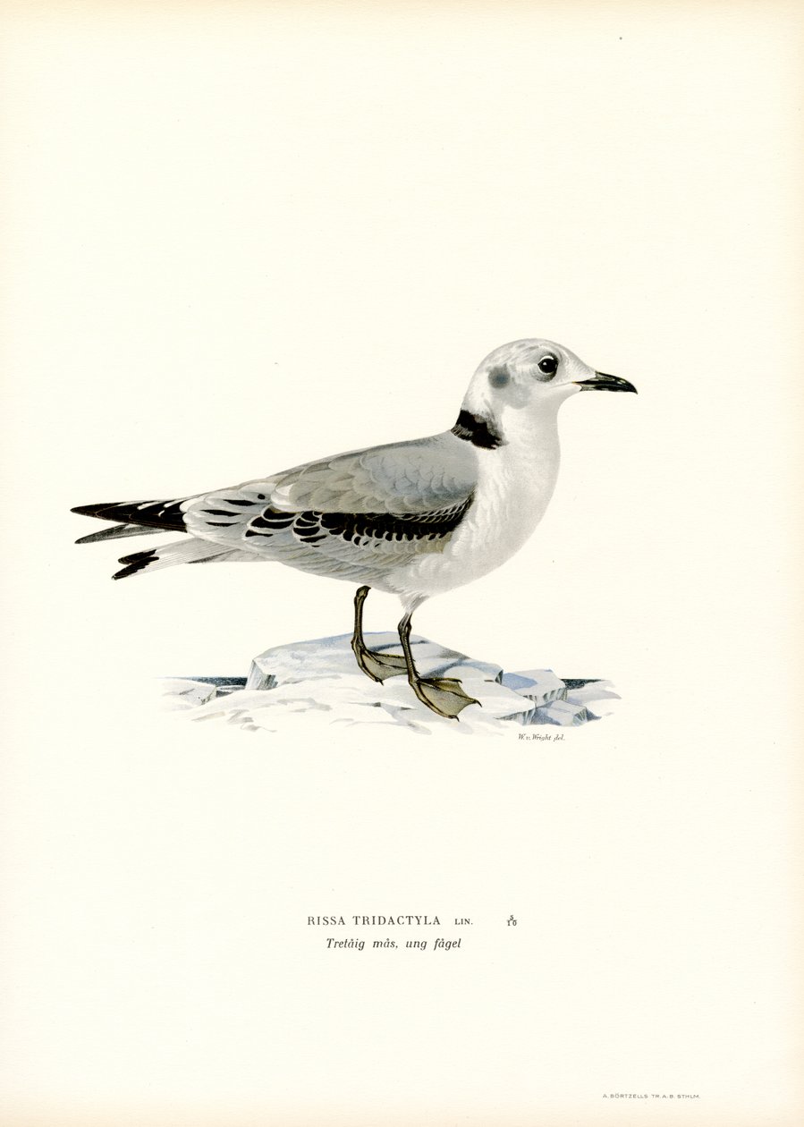 Black-legged Kittiwake by Magnus Ferdinand and Wilhelm von Wright