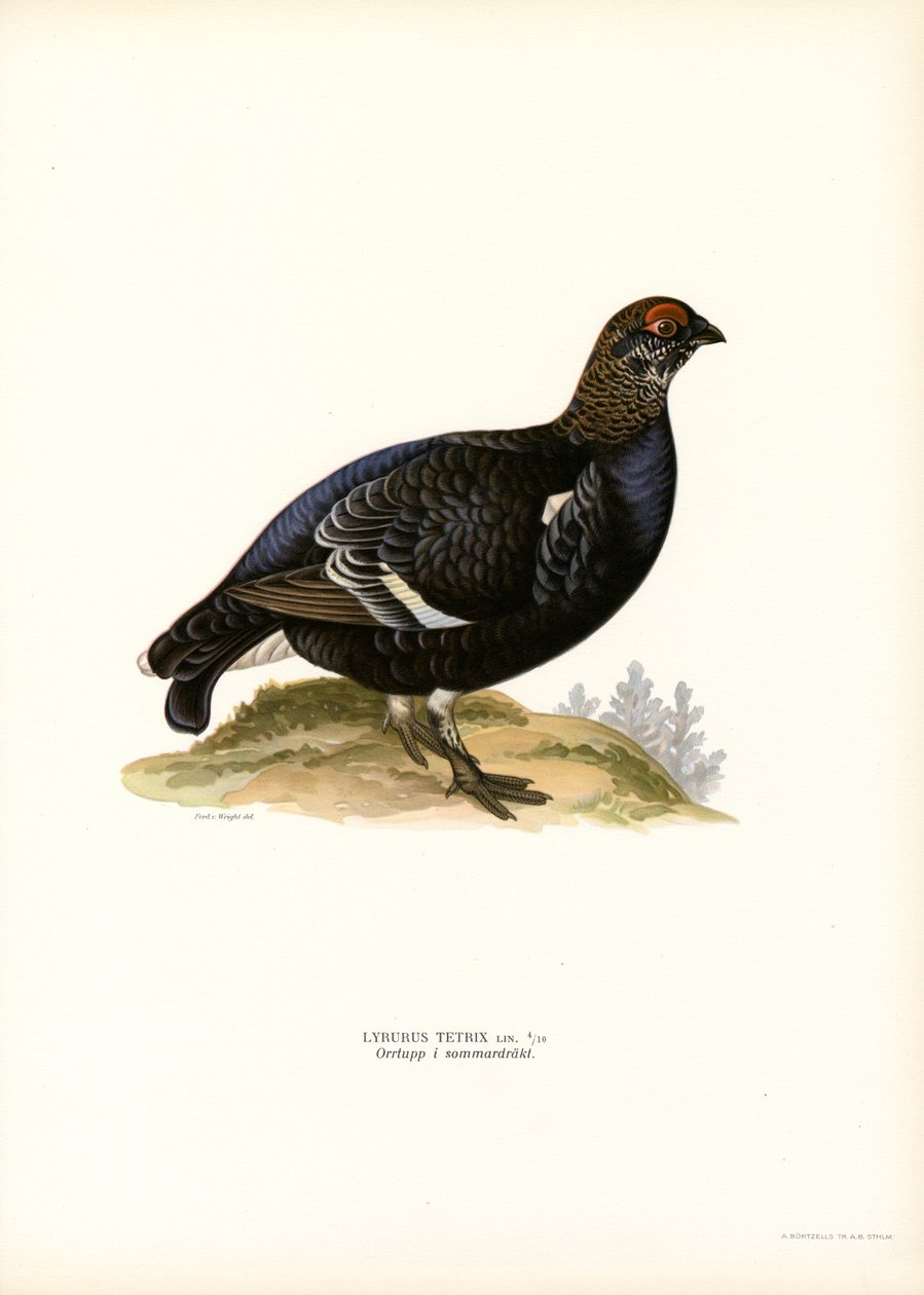 Black Grouse by Magnus Ferdinand and Wilhelm von Wright