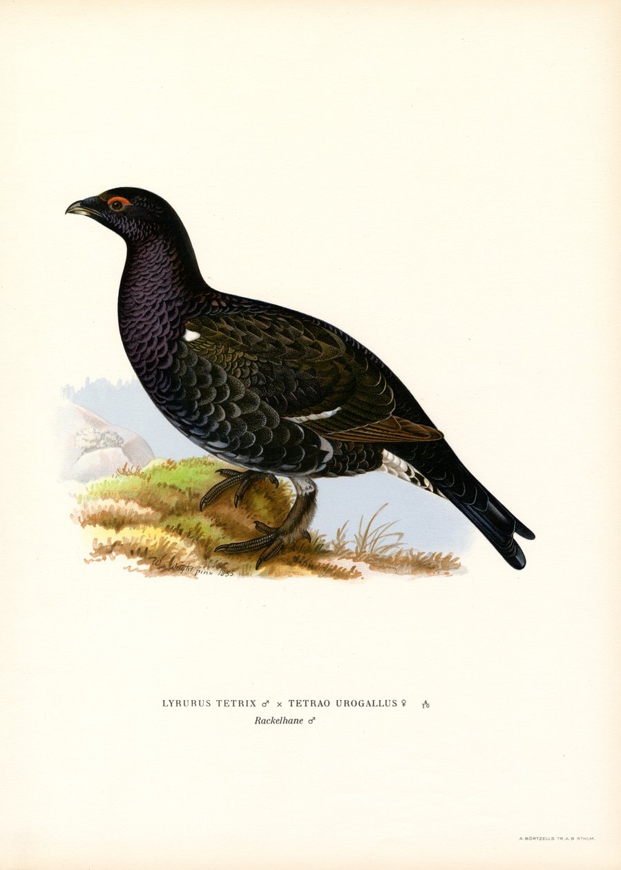 Black Grouse, Western Capercaillie by Magnus Ferdinand and Wilhelm von Wright