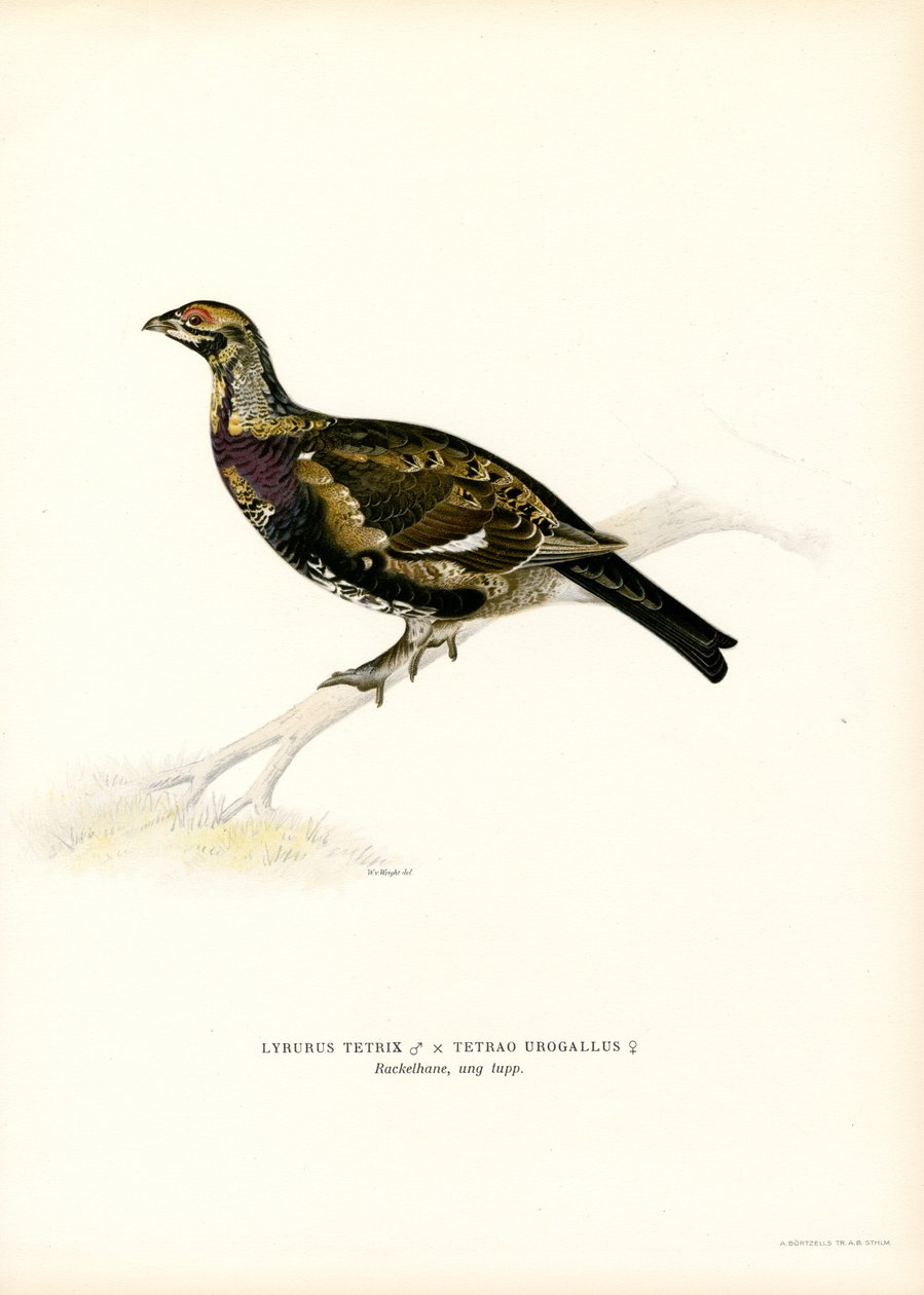 Black Grouse x Western Capercaillie by Magnus Ferdinand and Wilhelm von Wright