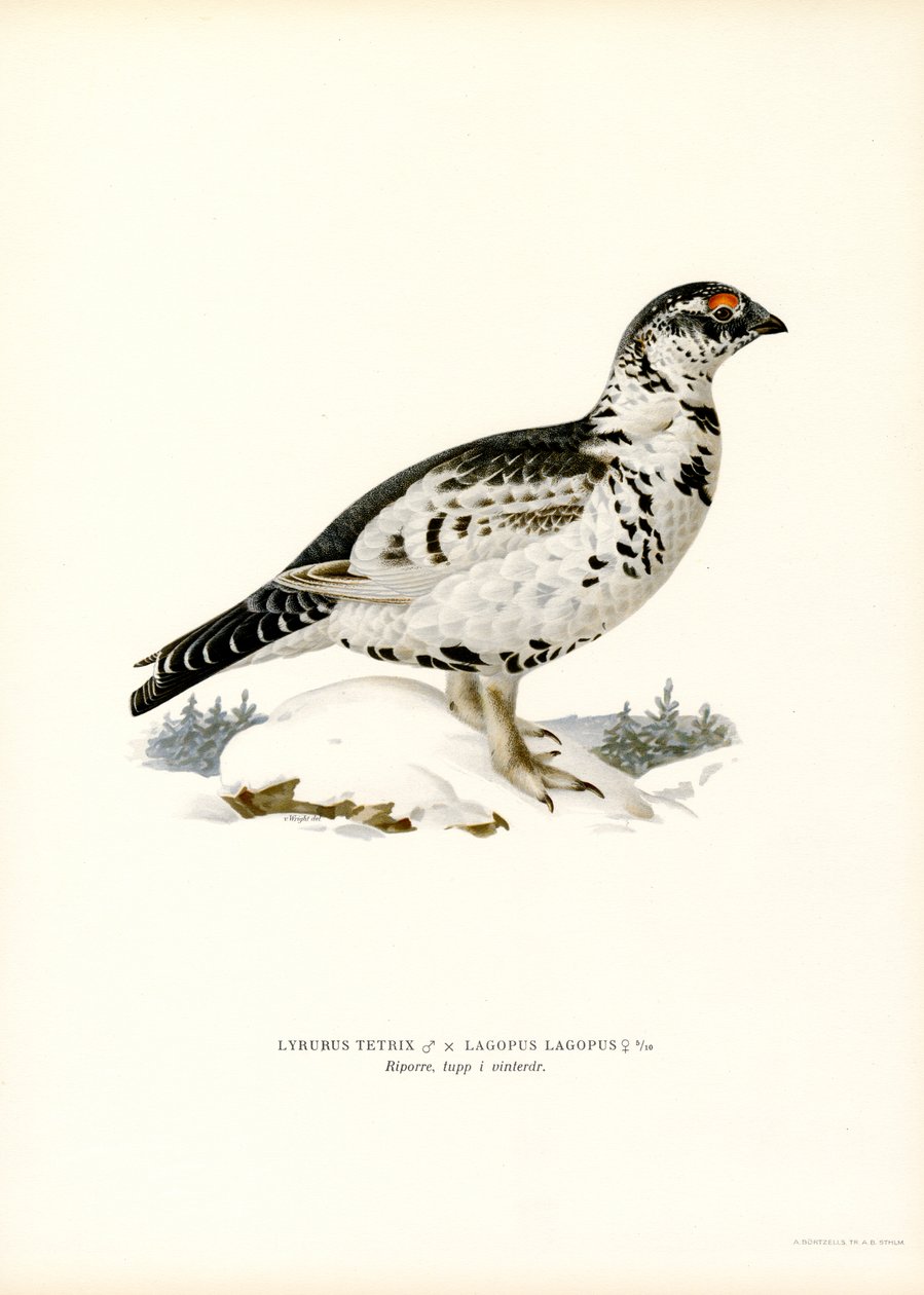Black Grouse x Willow Ptarmigan by Magnus Ferdinand and Wilhelm von Wright