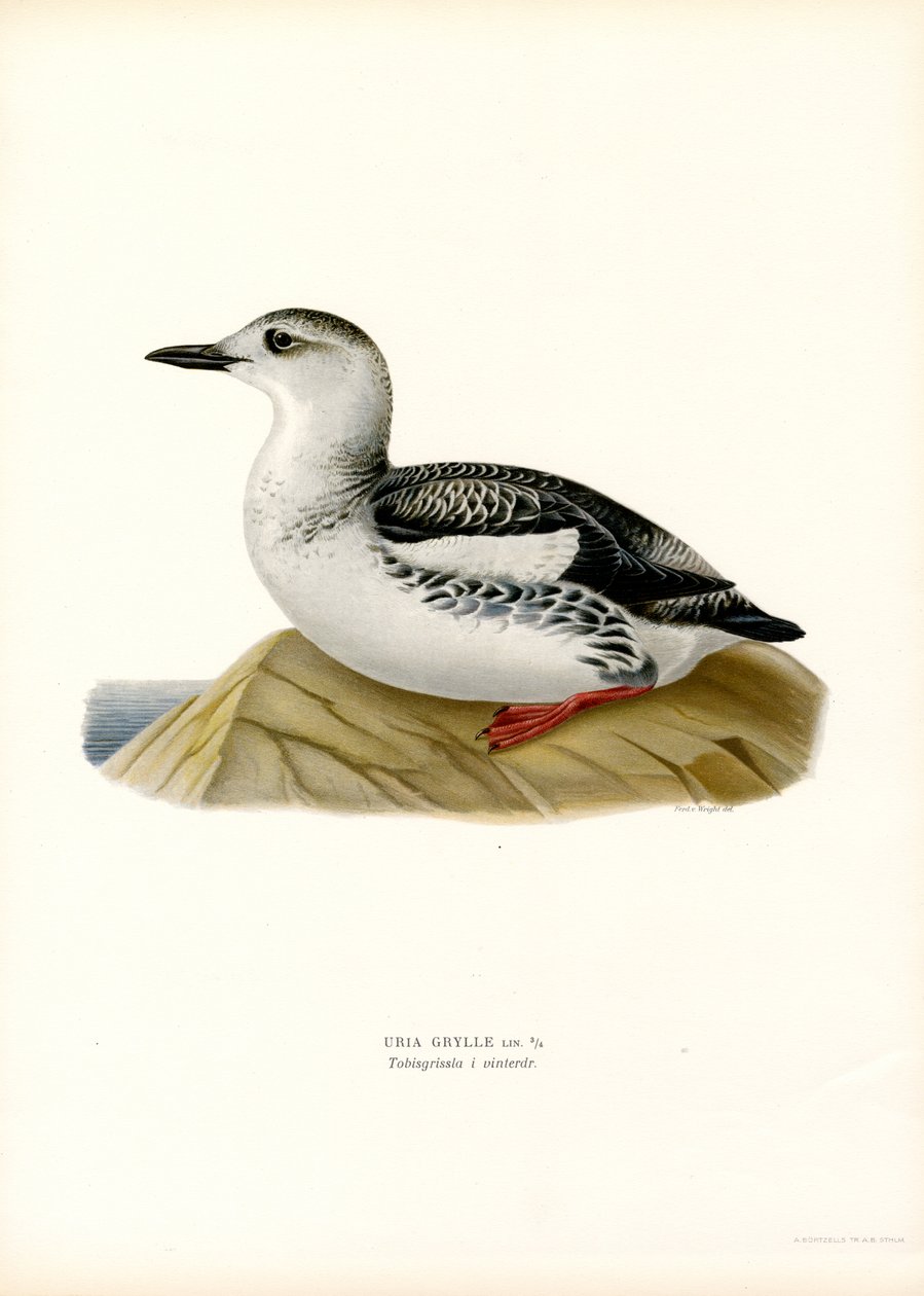 Black Guillemot by Magnus Ferdinand and Wilhelm von Wright