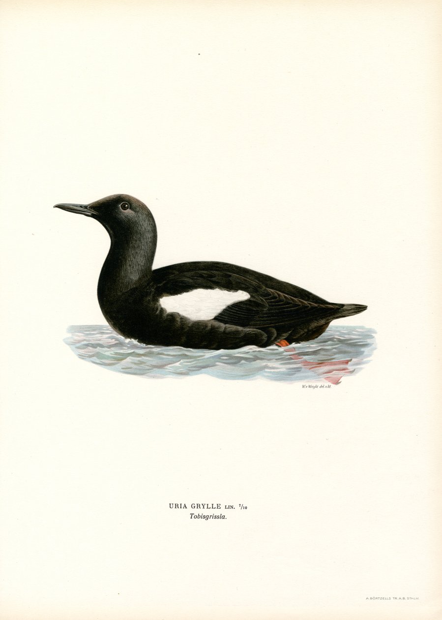 Black Guillemot by Magnus Ferdinand and Wilhelm von Wright