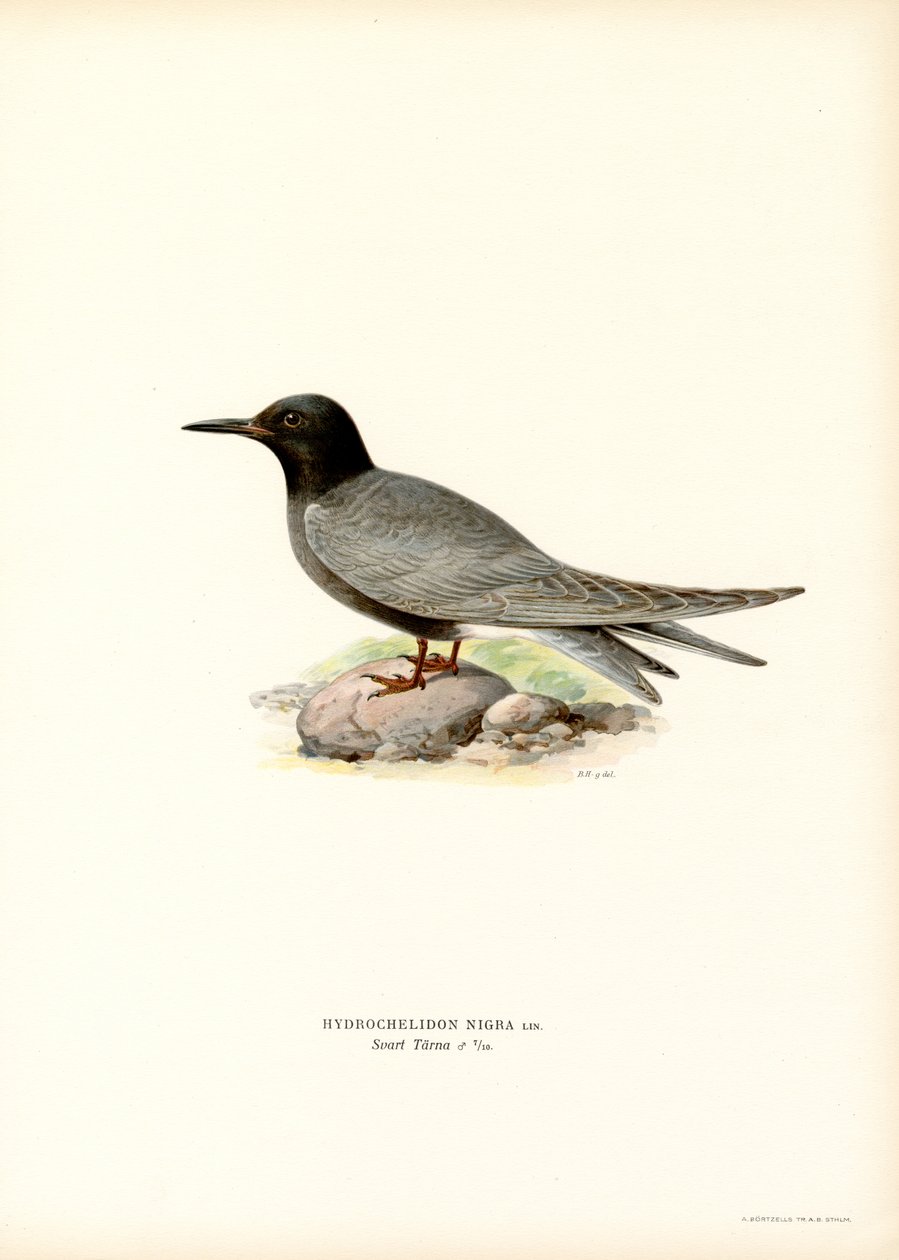 Black Tern by Magnus Ferdinand and Wilhelm von Wright