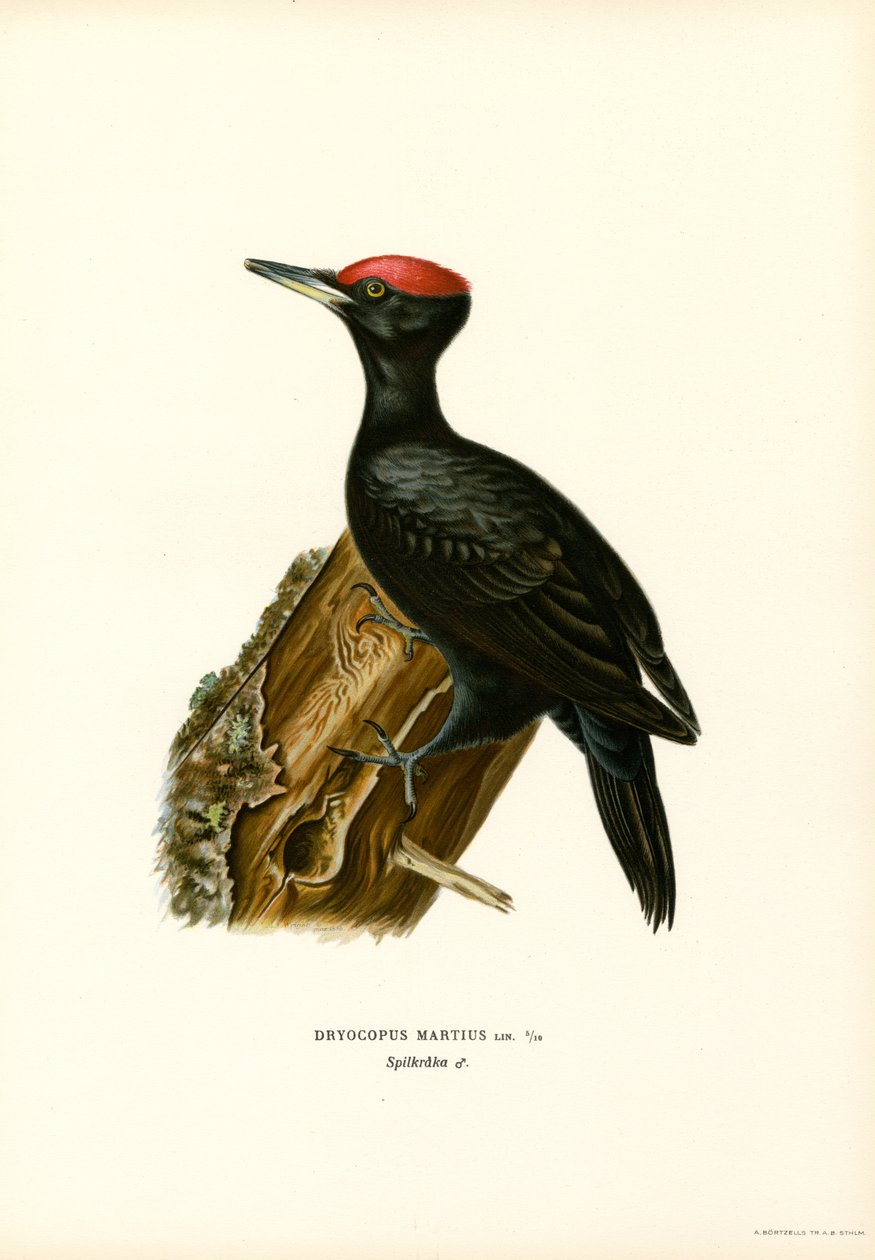 Black Woodpecker by Magnus Ferdinand and Wilhelm von Wright