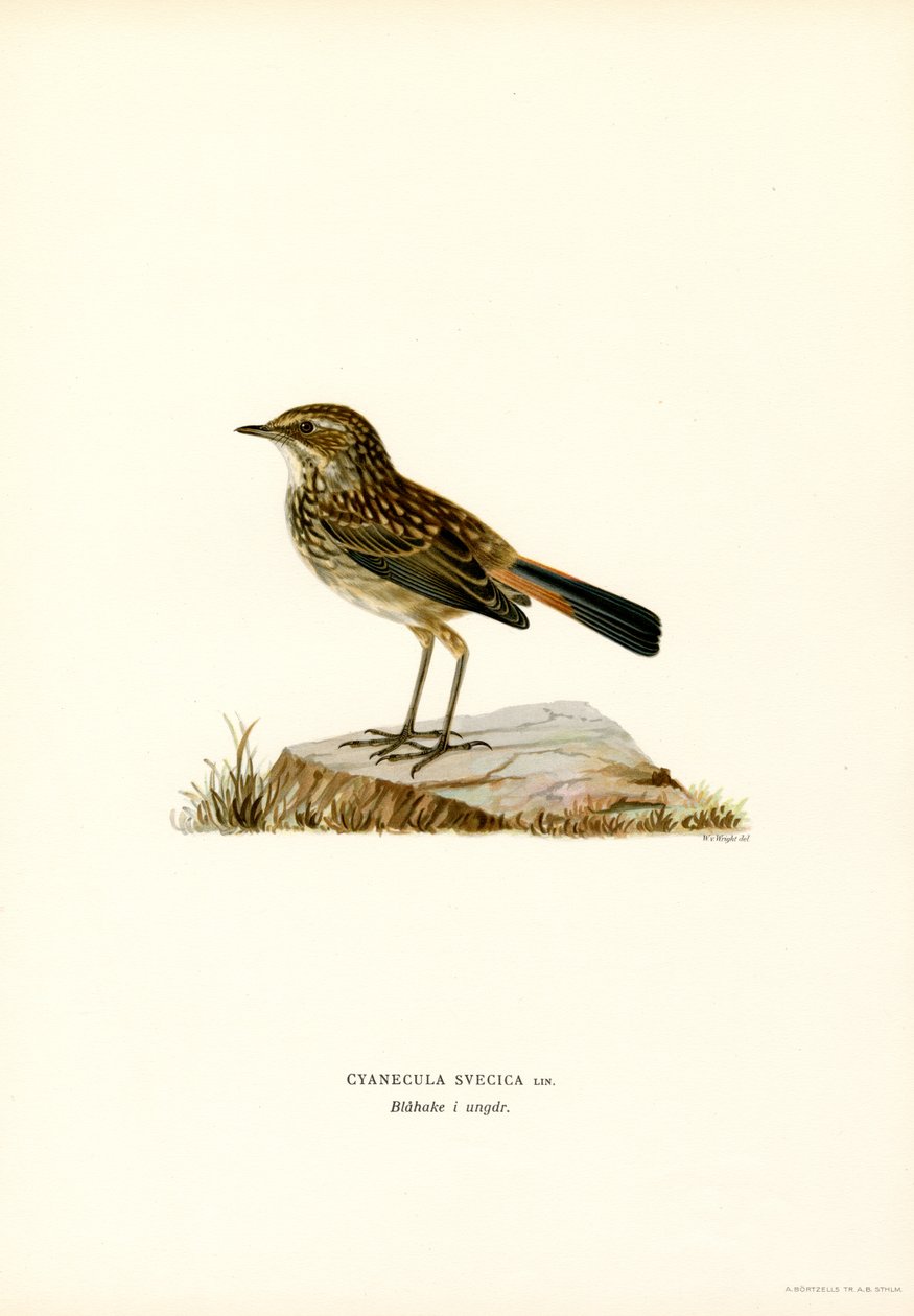 Bluethroat by Magnus Ferdinand and Wilhelm von Wright