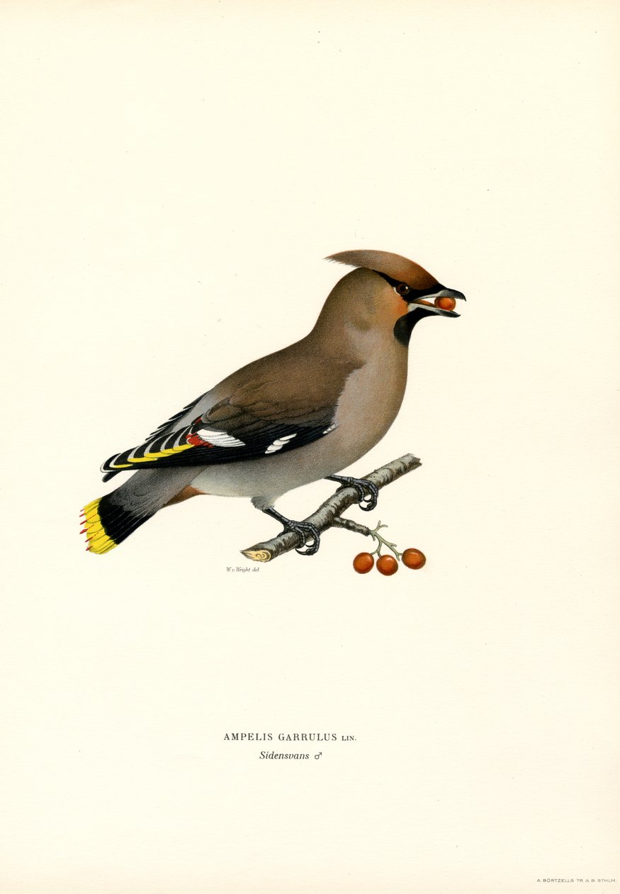 Bohemian Waxwing by Magnus Ferdinand and Wilhelm von Wright