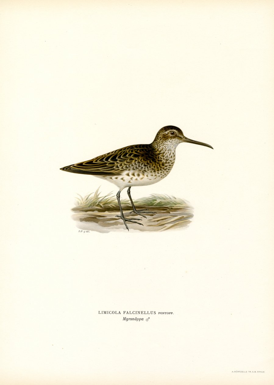 Broad-billed Sandpiper by Magnus Ferdinand and Wilhelm von Wright