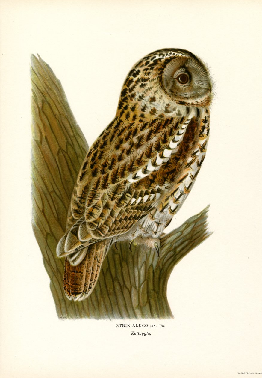 Brown Owl by Magnus Ferdinand and Wilhelm von Wright