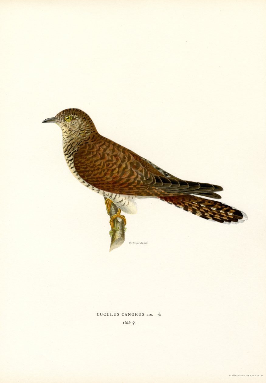 Common Cuckoo by Magnus Ferdinand and Wilhelm von Wright