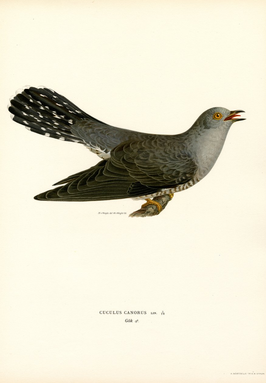 Common Cuckoo by Magnus Ferdinand and Wilhelm von Wright