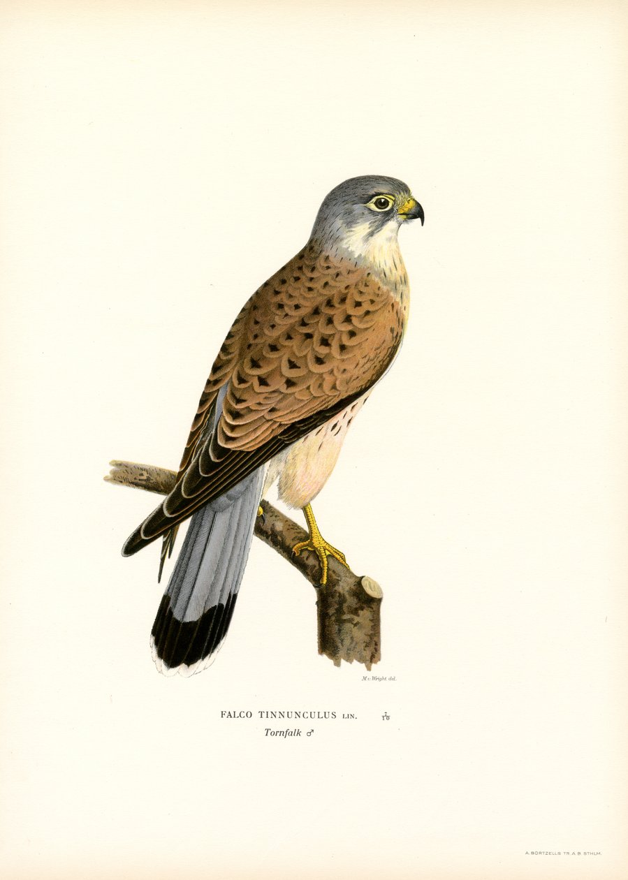 Common Kestrel by Magnus Ferdinand and Wilhelm von Wright