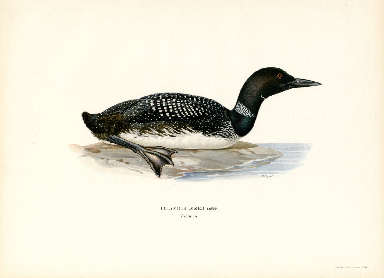 Common Loon by Magnus Ferdinand and Wilhelm von Wright