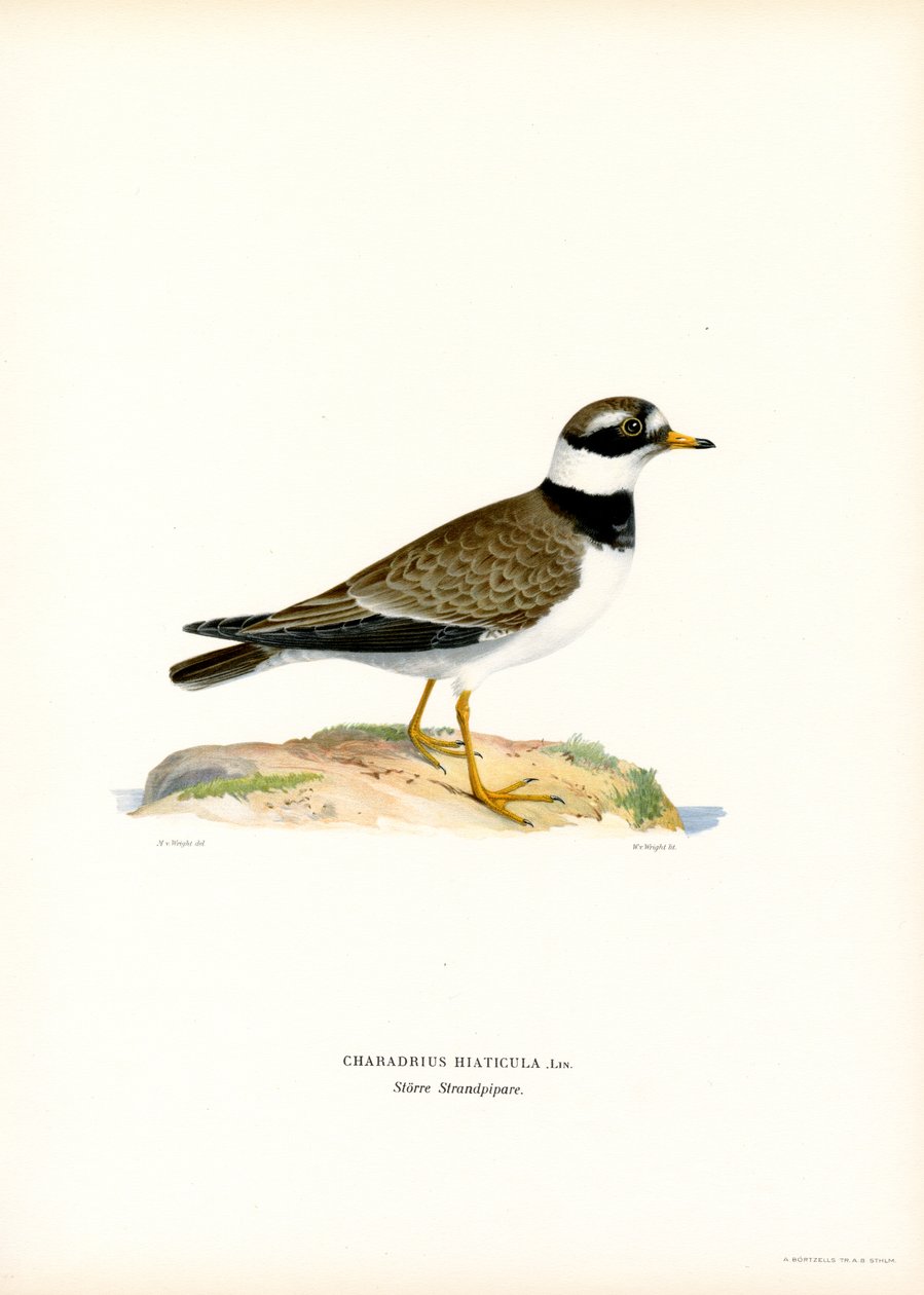 Common Ringed Plover by Magnus Ferdinand and Wilhelm von Wright