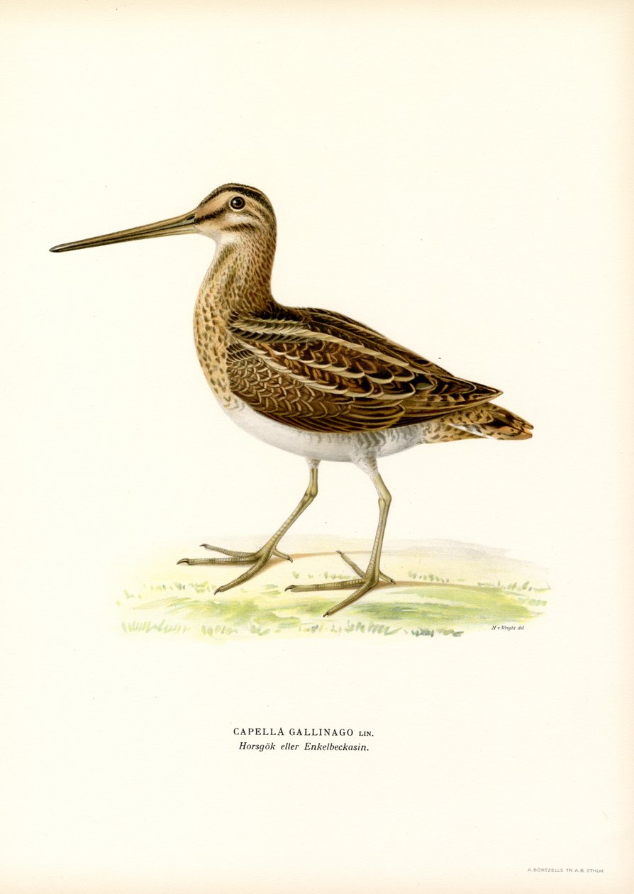 Common Snipe by Magnus Ferdinand and Wilhelm von Wright
