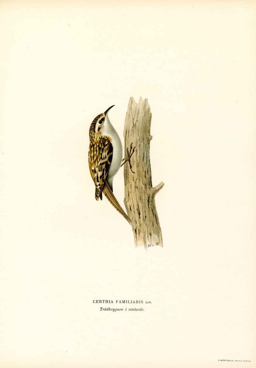 Common Treecreeper by Magnus Ferdinand and Wilhelm von Wright