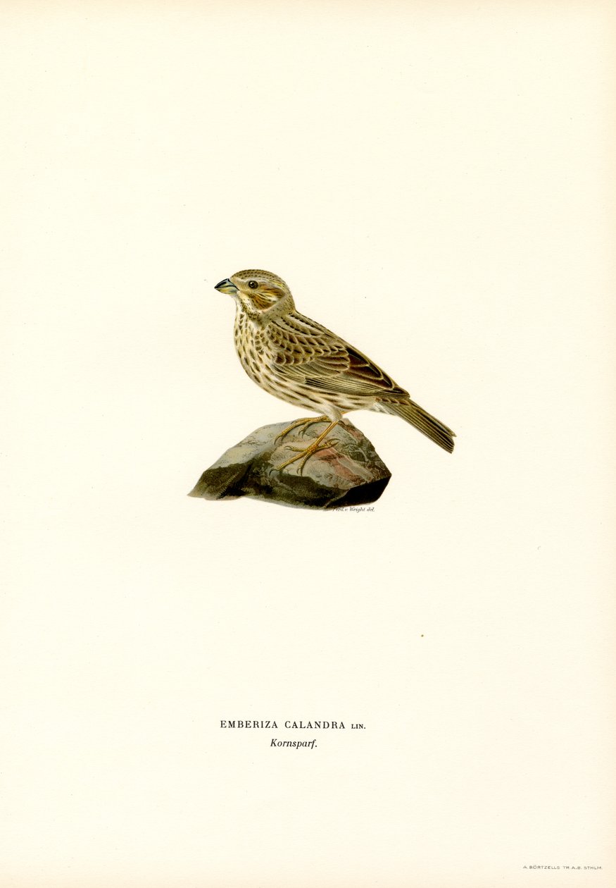Corn Bunting by Magnus Ferdinand and Wilhelm von Wright