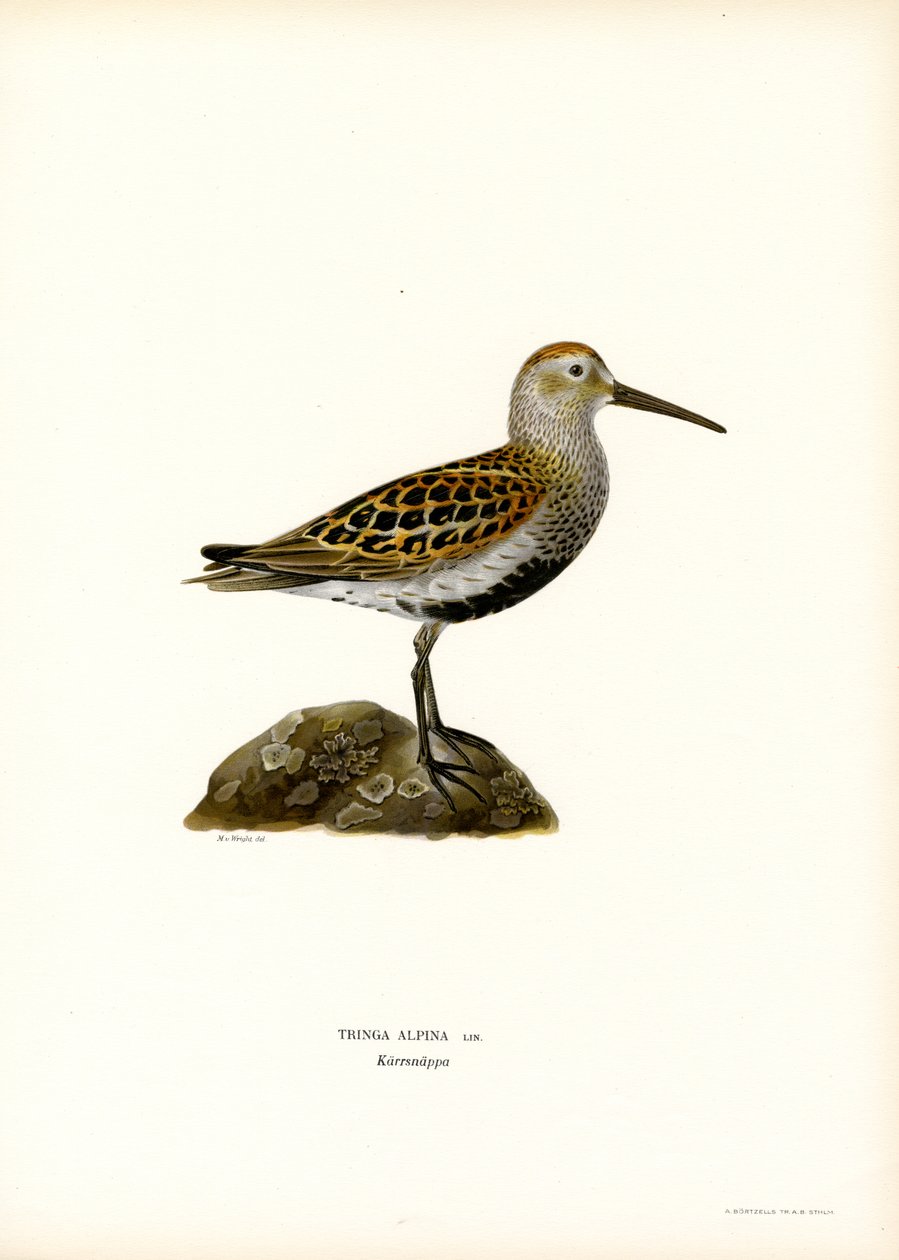 Dunlin by Magnus Ferdinand and Wilhelm von Wright