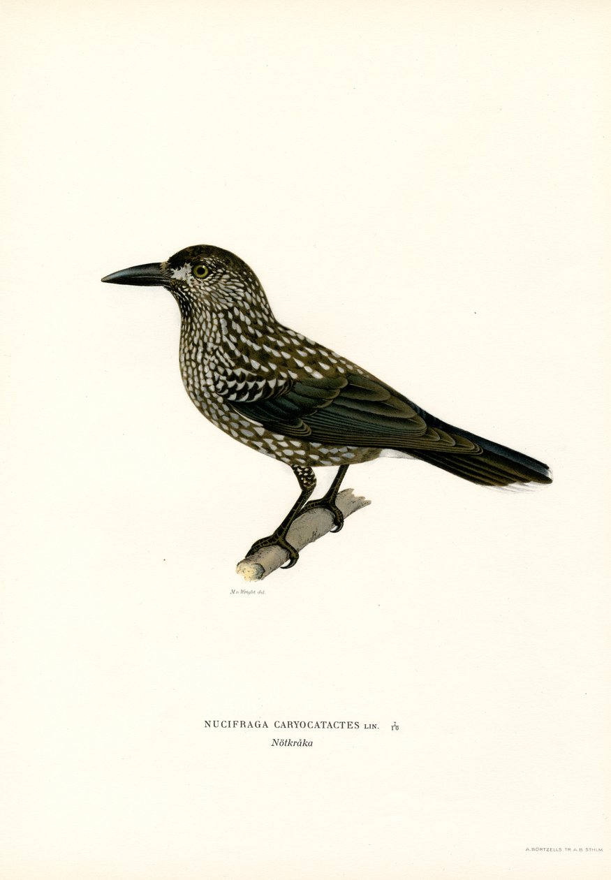 Eurasian Nutcracker by Magnus Ferdinand and Wilhelm von Wright