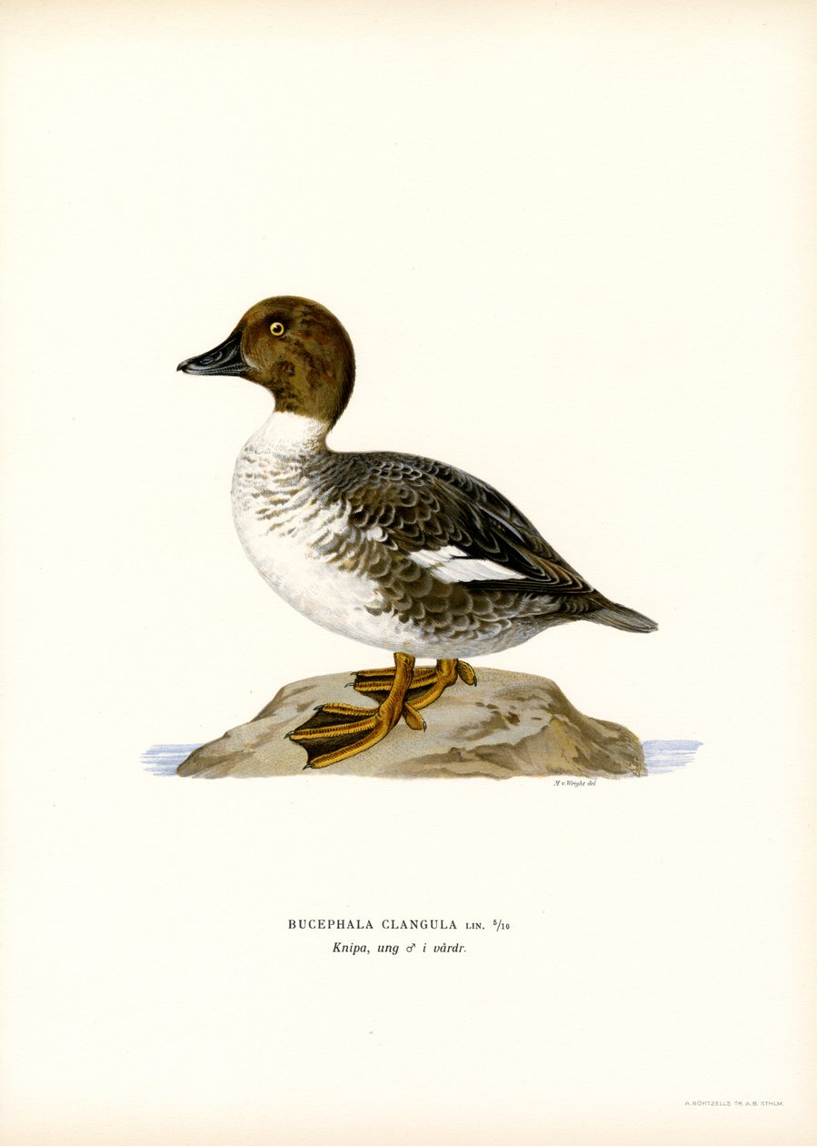 Goldeneye Duck by Magnus Ferdinand and Wilhelm von Wright