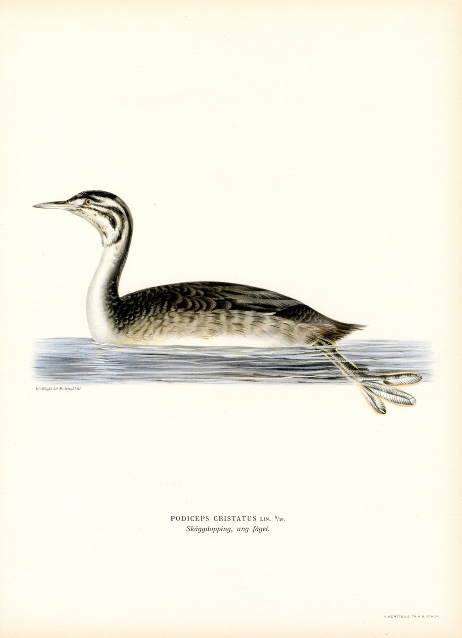 Great Crested Grebe by Magnus Ferdinand and Wilhelm von Wright