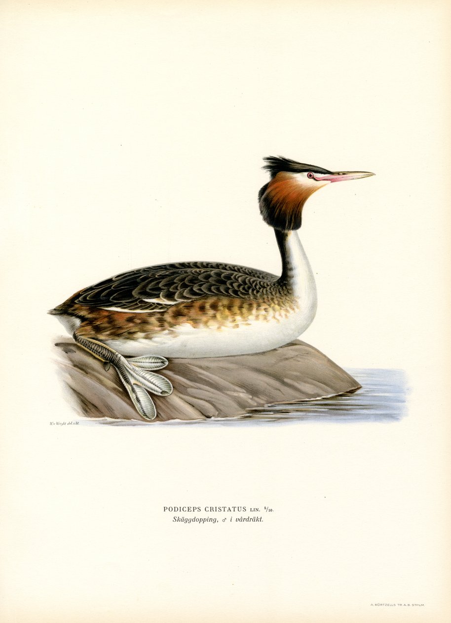Great Crested Grebe by Magnus Ferdinand and Wilhelm von Wright
