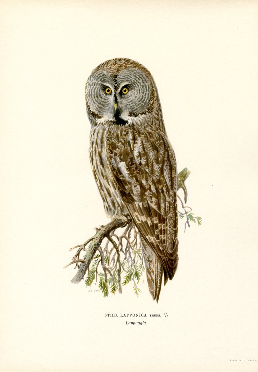 Great Grey Owl by Magnus Ferdinand and Wilhelm von Wright