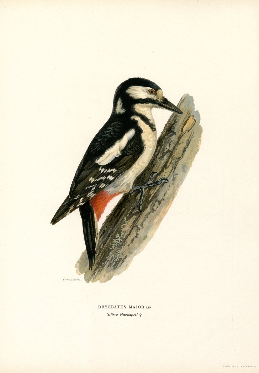 Great Spotted Woodpecker by Magnus Ferdinand and Wilhelm von Wright