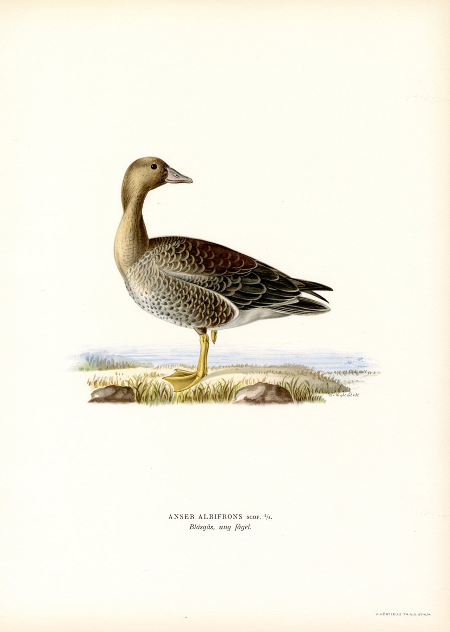 Greater White-fronted Goose by Magnus Ferdinand and Wilhelm von Wright