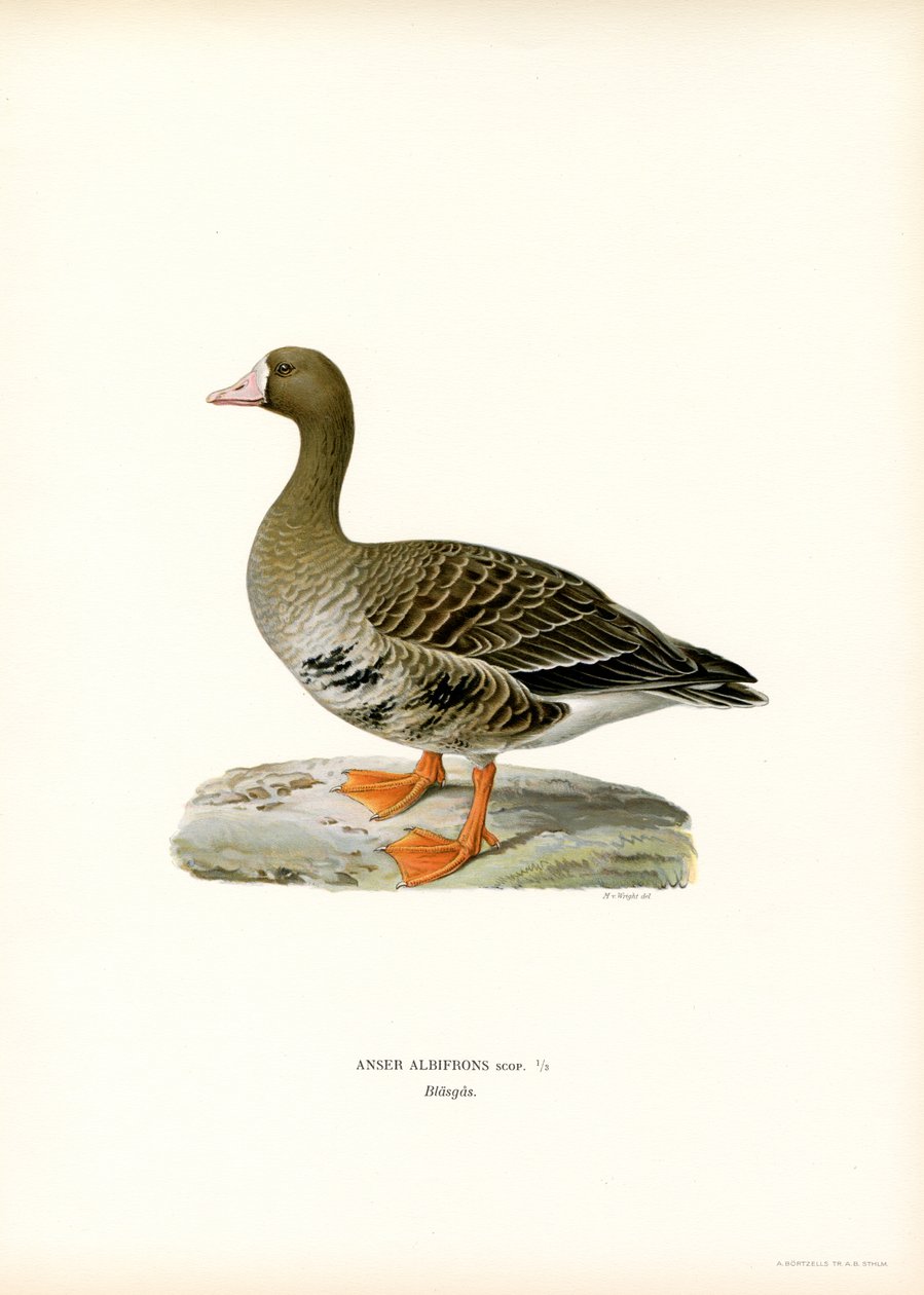 Greater White-fronted Goose by Magnus Ferdinand and Wilhelm von Wright