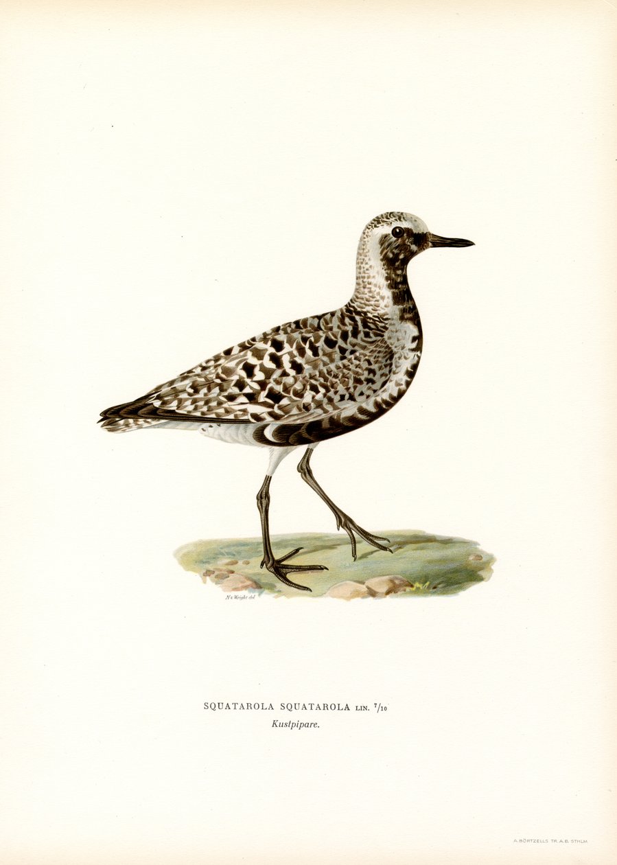 Grey Plover by Magnus Ferdinand and Wilhelm von Wright