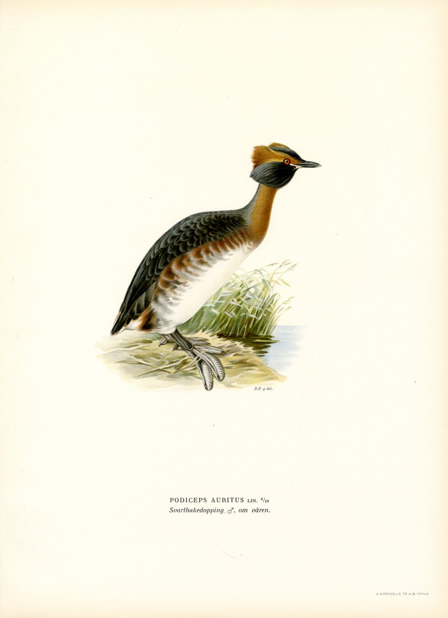 Horned Grebe by Magnus Ferdinand and Wilhelm von Wright
