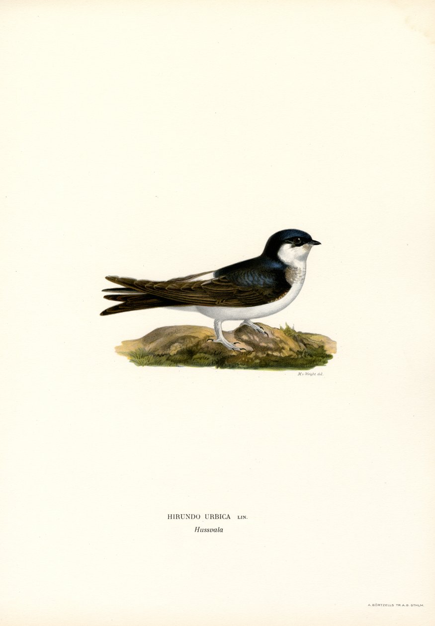 House Martin by Magnus Ferdinand and Wilhelm von Wright
