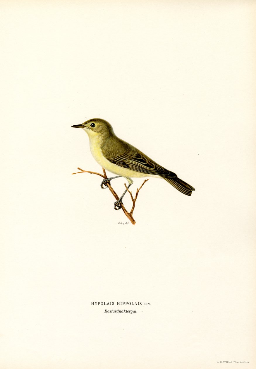 Icterine Warbler by Magnus Ferdinand and Wilhelm von Wright