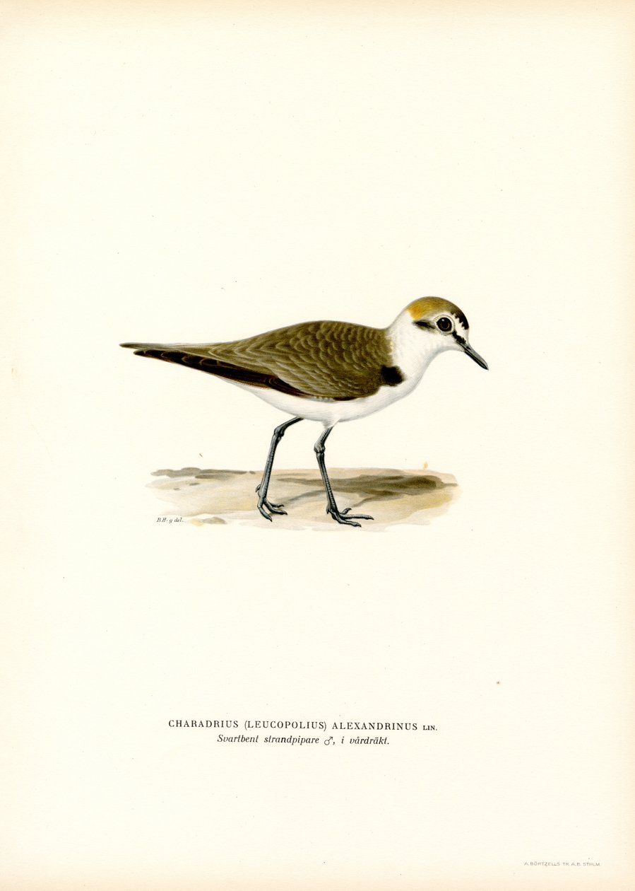 Kentish Plover by Magnus Ferdinand and Wilhelm von Wright